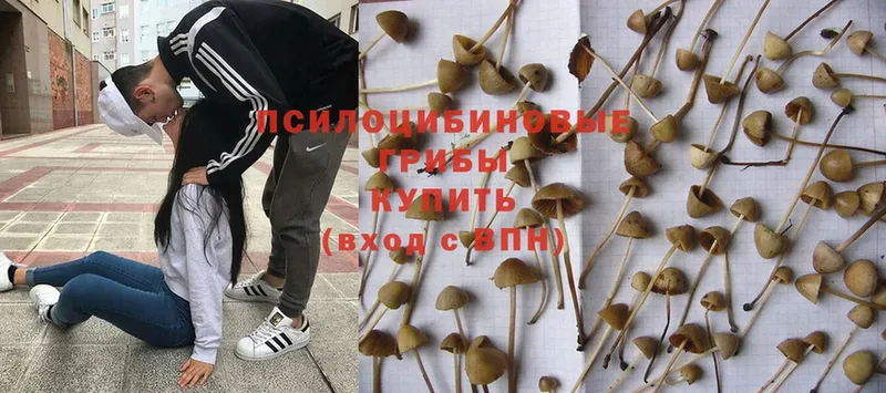 закладка  Шахунья  Галлюциногенные грибы Magic Shrooms 